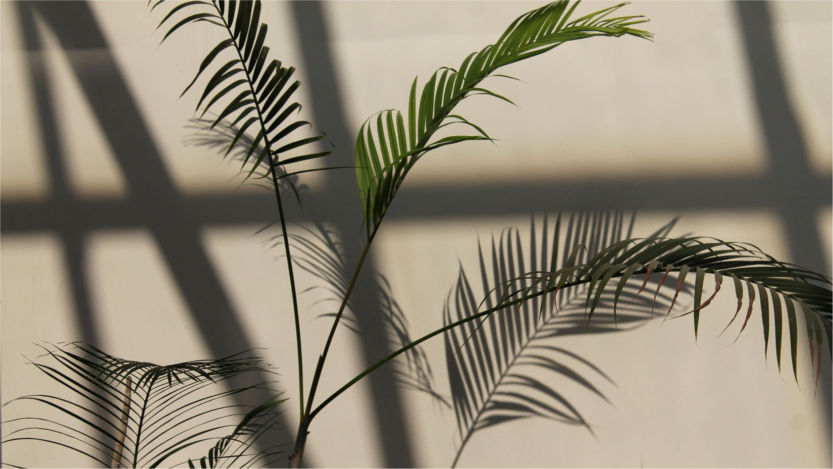 Deluxe Tables with Acrylic/Obscure Tops